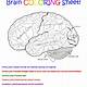 Printable Brain Worksheet