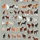 Printable Horse Breed Chart