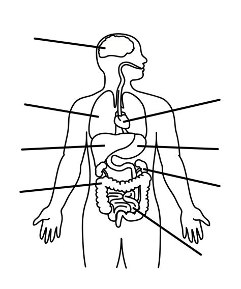 Printable Human Body Outline With Organs