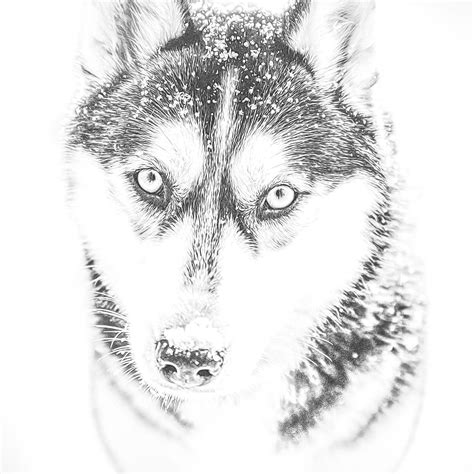 Printable Husky Coloring Pages