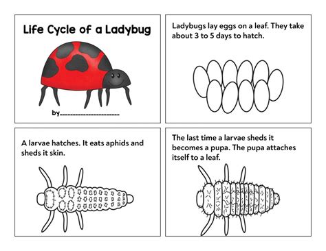 Printable Ladybug Life Cycle Worksheet