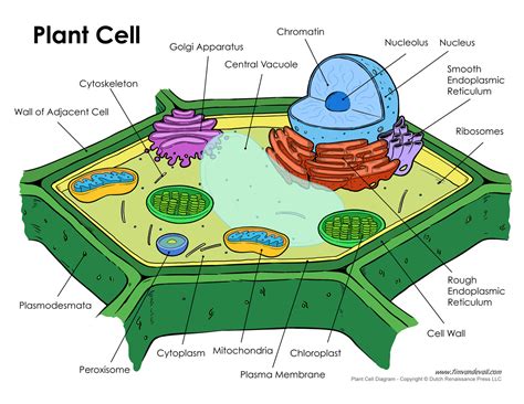 Printable Plant Cell Diagram