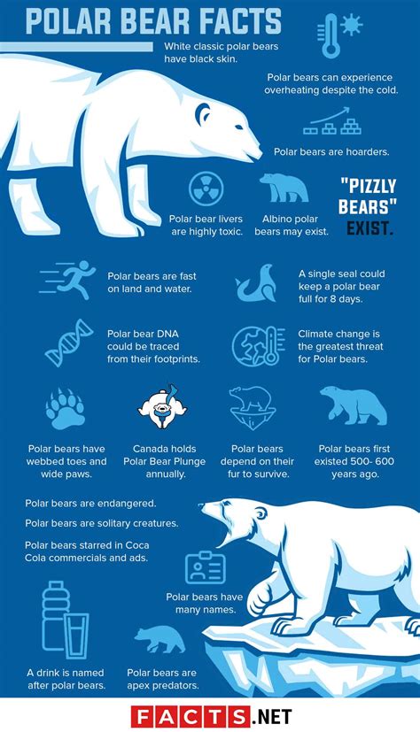Printable Polar Bear Facts