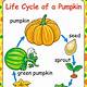 Printable Pumpkin Life Cycle Worksheet