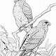 Printable Realistic Bird Coloring Pages