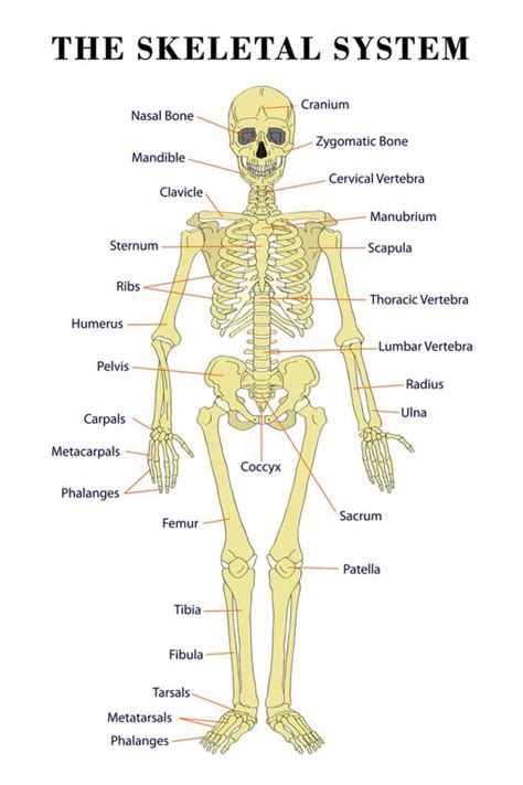 Printable Skeletal System Diagram