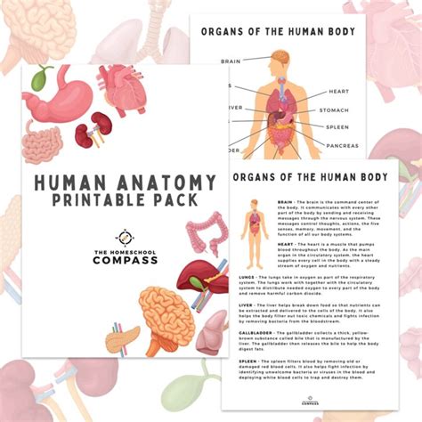 15 Expert-Designed Printable Anatomy Illustrations to Ace Your Medical Studies