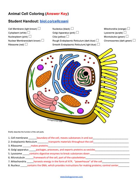 Printable Animal Cell Coloring Worksheet