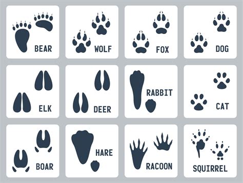 Printable Animal Tracks Identification