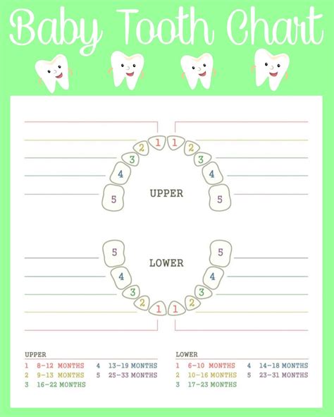 Printable Baby Tooth Chart