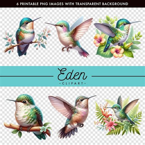 Download Printable Backgrounds Hummingbirds Commercial Use