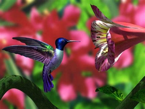 Download Printable Backgrounds Hummingbirds Printable