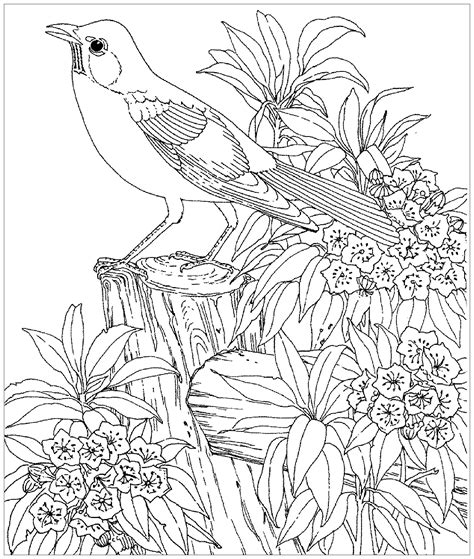 Printable Bird Coloring Pages