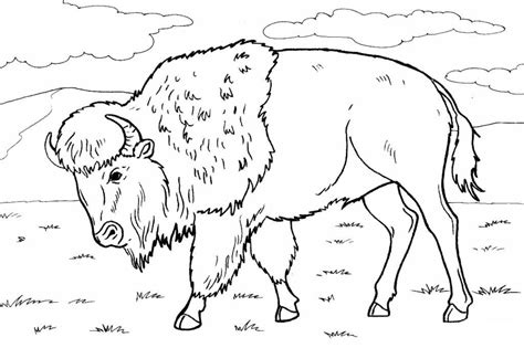 Printable Bison Coloring Page