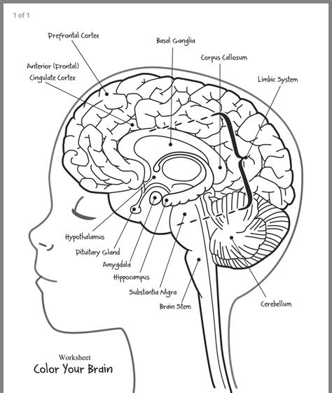 Printable Brain Worksheet
