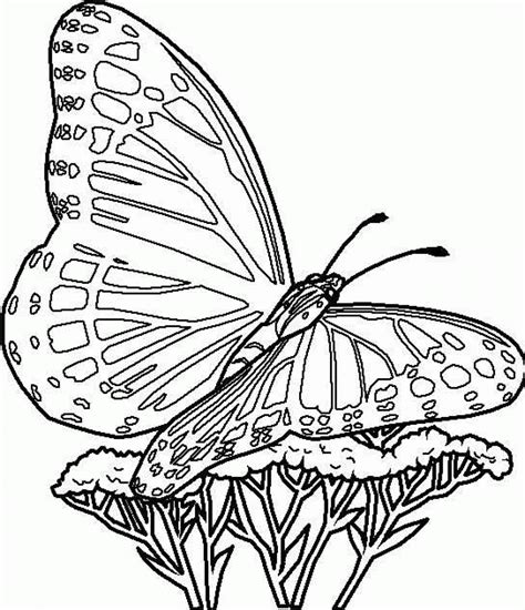 Printable Butterfly Coloring