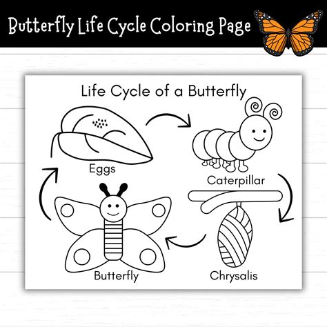 Printable Butterfly Life Cycle Template