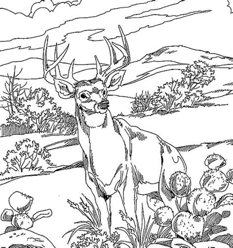 Printable Deer Pictures