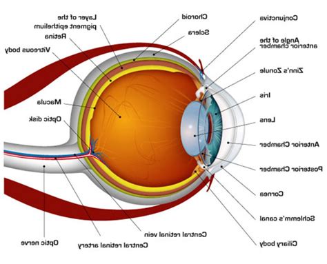 Printable Eye Anatomy Diagram