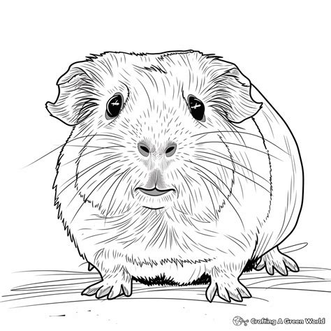 Printable Guinea Pig Coloring Pages