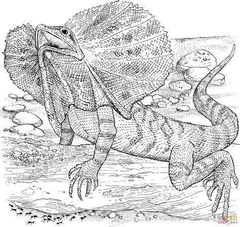 Printable Lizard Coloring Pages