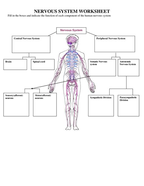 Printable Nervous System Coloring Worksheet