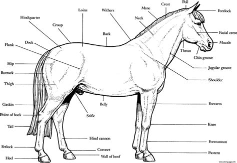 Printable Parts Of The Horse Worksheet