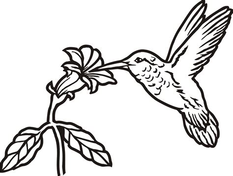 Printable Pictures Of Hummingbirds