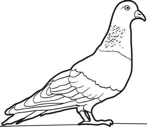 Printable Pigeon Coloring Pages