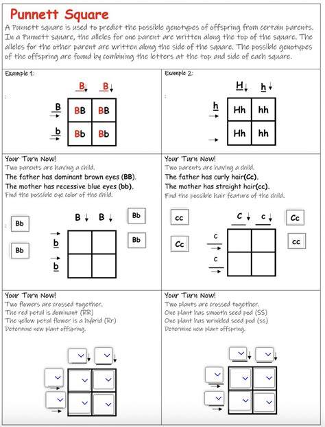 Printable Punnett Square Practice Worksheet