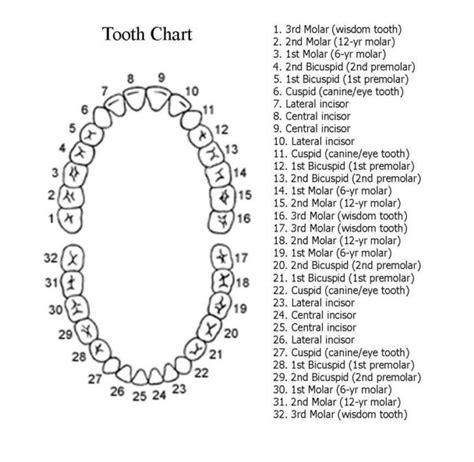 Printable Teeth Number Chart