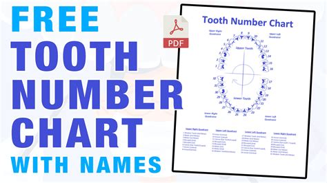 Printable Tooth Chart Numbers