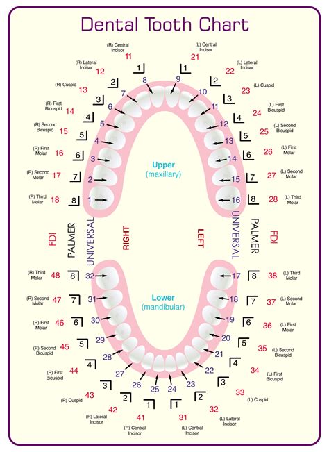 Printable Tooth Number Chart