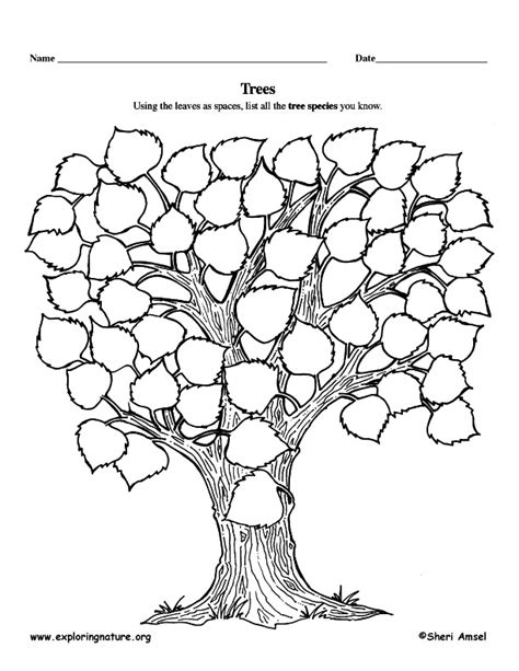 Printable Tree Graphic Organizer