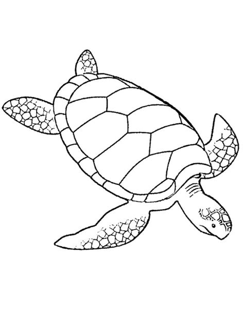 Printable Turtle