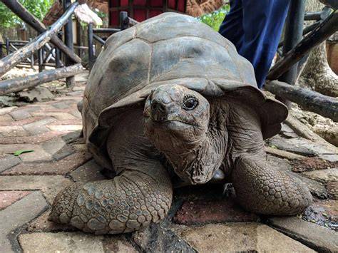 Prison Island turtle