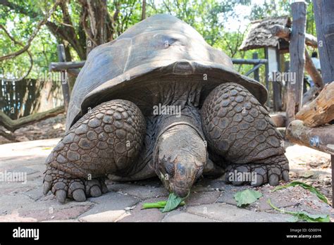 Prison Island turtles