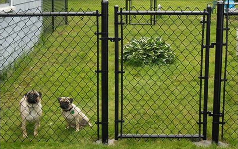 Privacy Fence Dogs Neglect: The Hidden Dangers Lurking In Your Backyard