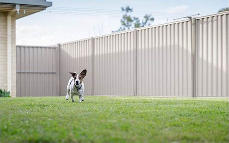 Privacy Fence For Pets: Keeping Your Furry Friends Safe And Sound