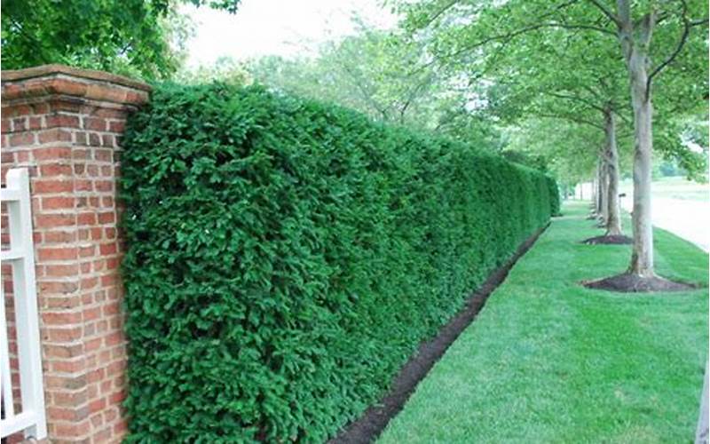 Privacy Fence Hedge Jade: The Perfect Solution For Your Privacy Needs