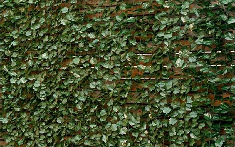Privacy Fence Ivy Leaf: The Perfect Solution For Your Yard