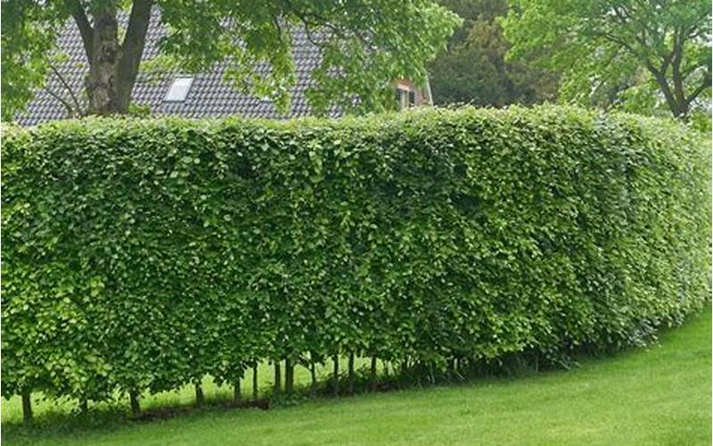 Privacy Fence Or Hedge: Which One Is Right For You?