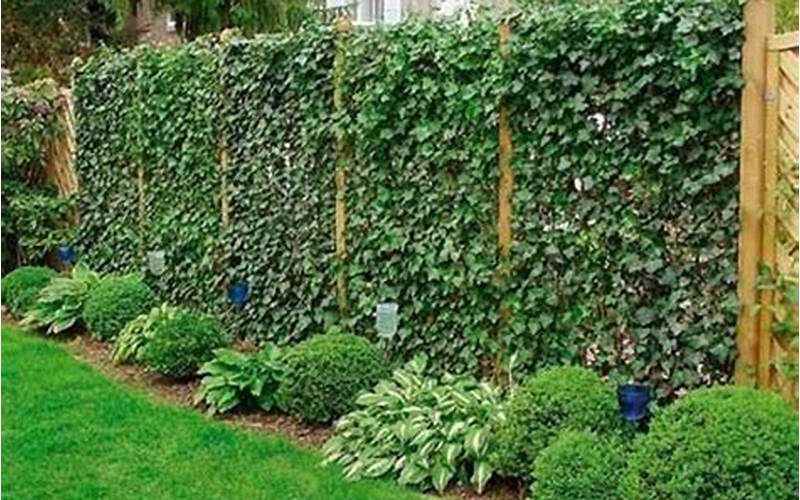 Privacy Fence With Plants