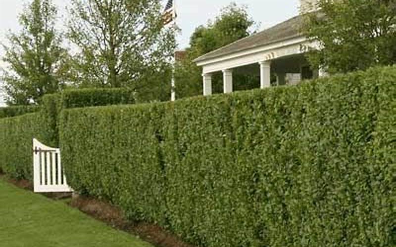 Privacy Fence With Privet Hedges: A Detailed Guide