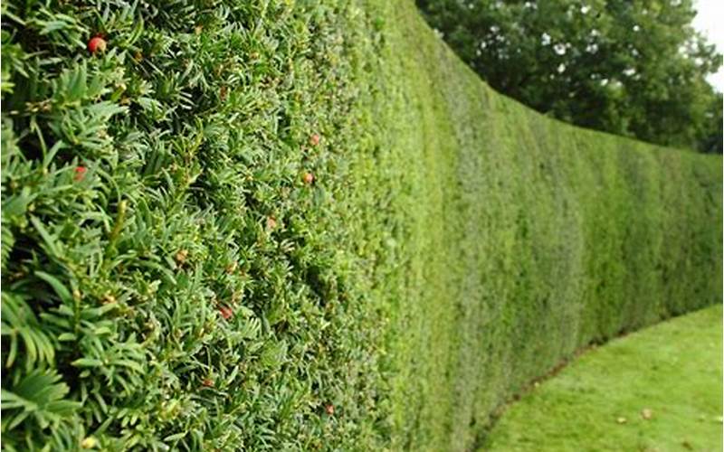 Privacy Plants For The Fence: A Comprehensive Guide