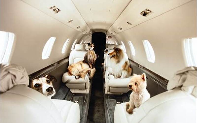 Private Jet Pets