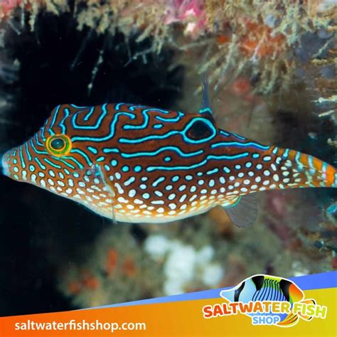 Private Sellers Saltwater Fish For Sale Near Me