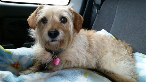 Private Dog Rehoming