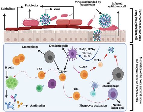Probiotics and Immunity