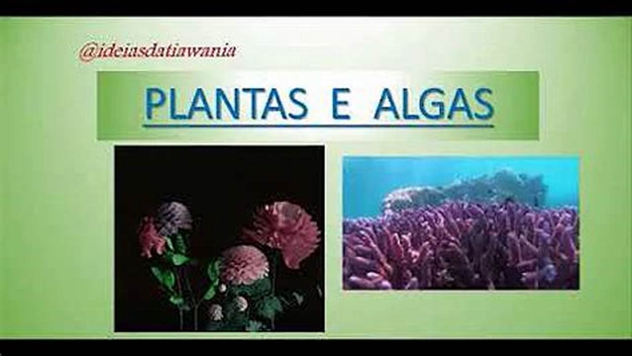 Problemas Relacionados às Semelhanças E Diferenças Entre Algas E Plantas, Plantas